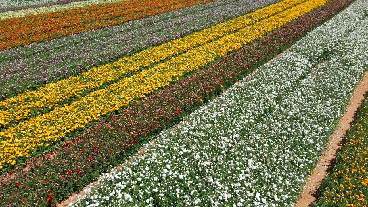 campo de mantequilla en el distrito sur del kibbutz israelí desde arriba