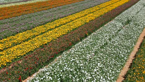 buttercup field at southern district israeli kibbutz from above