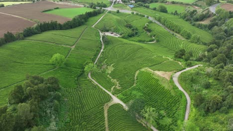 aerial view of tea plantation on sloping mountain hillside of gorreana tea fields