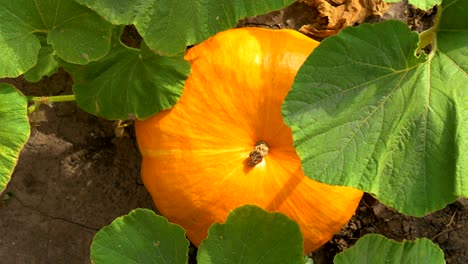 pumpkin growing in the vegetable garden. top view.