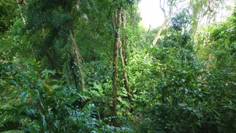 Flying-among-the-stunning-biodiversity-of-plants-and-trees-in-Minca,-Colombia