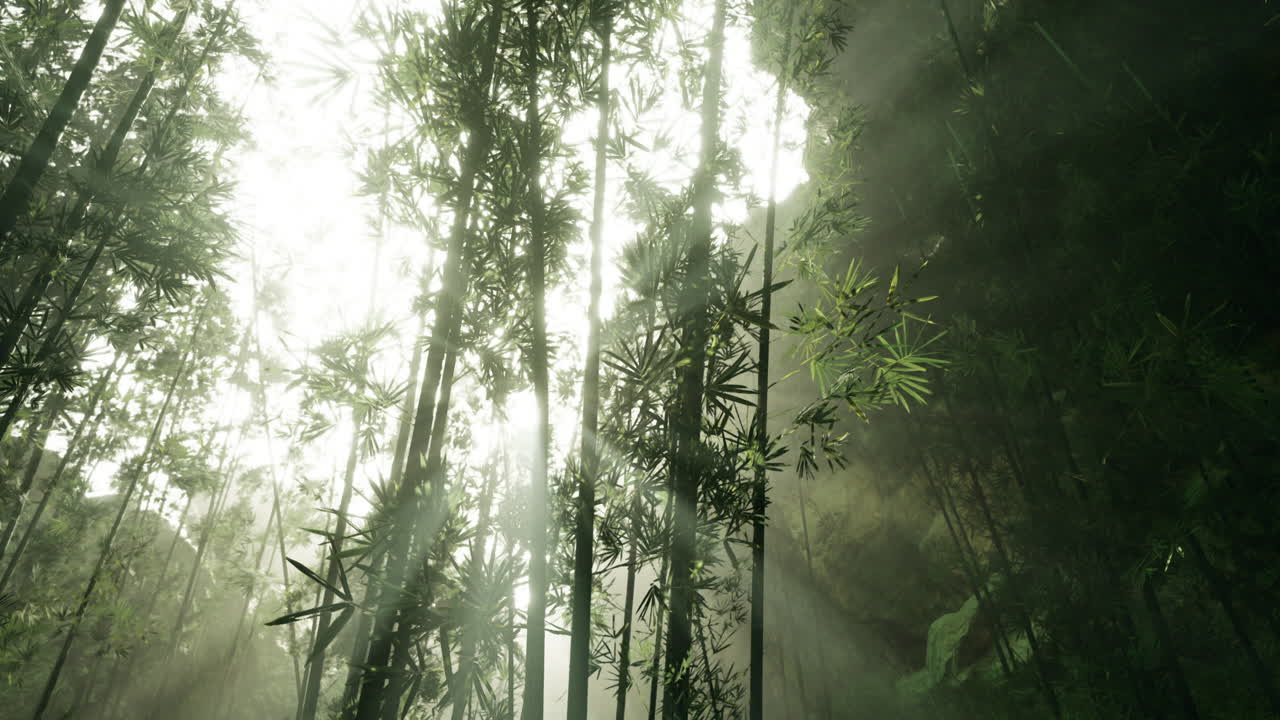 Sunlight filtering through dense bamboo forest during daytime exploration