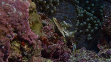 beautiful porcelain crab overlooking a colorful reef landscape while filtering in the ocean column