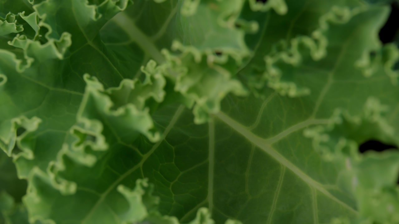 Fresh Green Kale Vegetable Plant. Rack Focus Shot