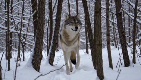 winter wolf in snowy forest
