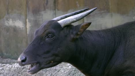 closeup of an endangered lowland anoa munching grass while lying on the ground