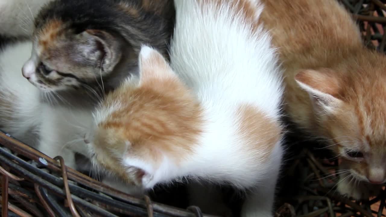 close up shot of 5 cute kittens inside a basket