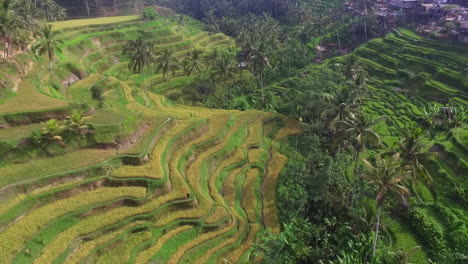 Aerial-Footage-Of-Terraced-Fields-With-Rice-And-Small-Village-In-Bali,-Indonesia