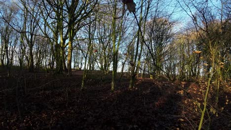 Cinematic-FPV-drone-flying-between-woodland-tree-trunks-during-glowing-autumn-sunrise