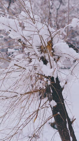small broken tree thin branches covered with snow against park after heavy snowfall on early spring day close view