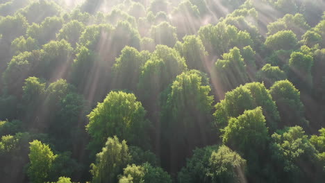 sunrise in a dense forest