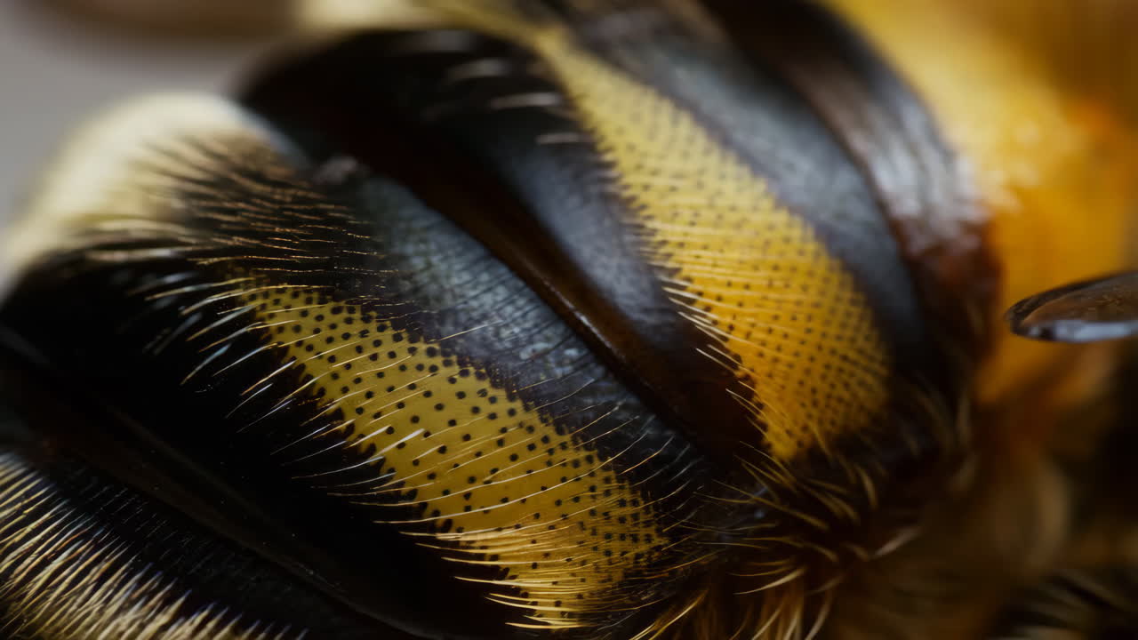 Macro Close-up of a Bee's Striped Abdomen