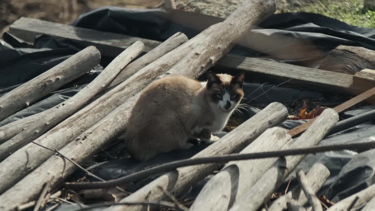 A cinematic slow-motion, medium shot of a domestic cat sitting calmly among rough wooden logs and black plastic sheeting outdoors
