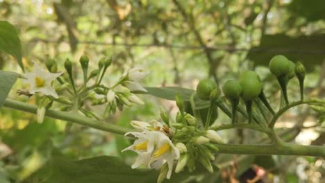 Un-Clip-En-Cámara-Lenta-De-Bayas-De-Pavo-Y-Su-árbol