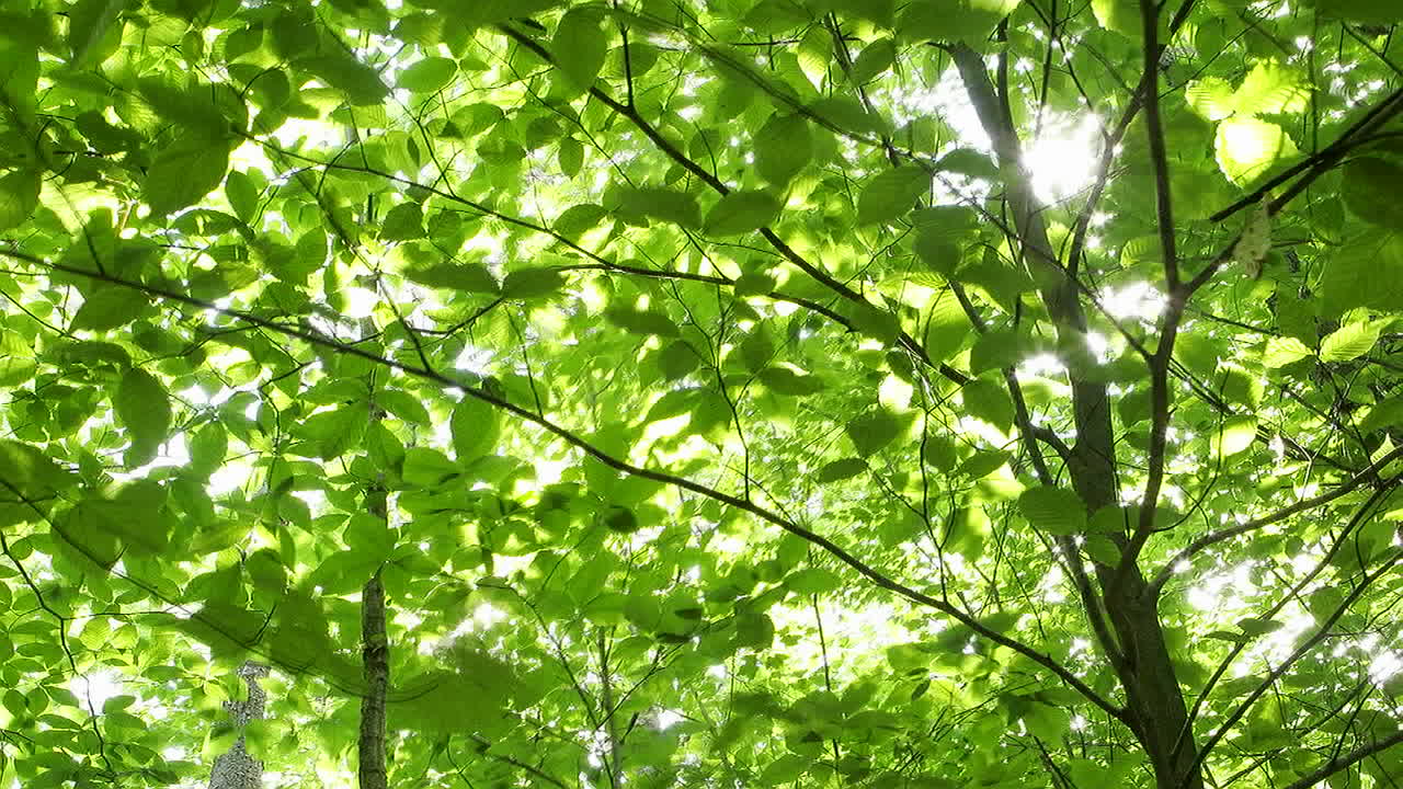 초록빛 잎사귀가 바람에 흔들린다