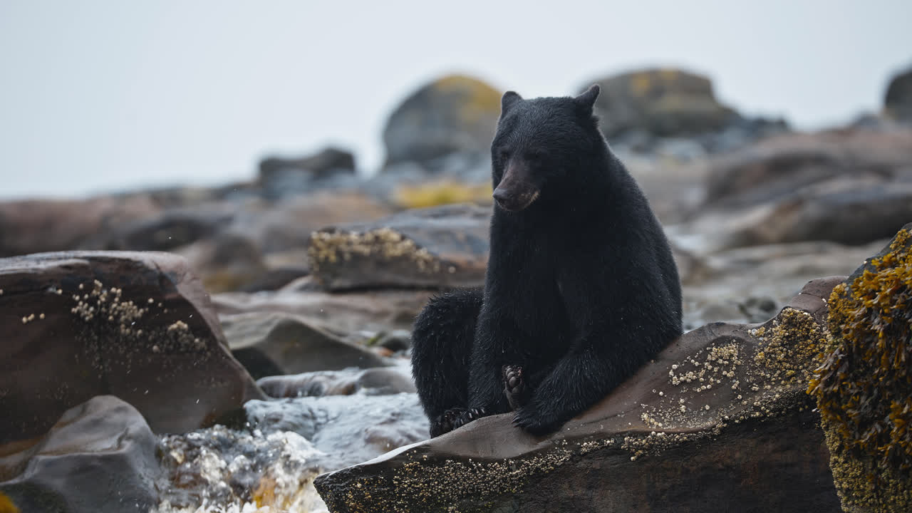 Orso nero seduto su una riva rocciosa, al rallentatore, Isola di Vancouver