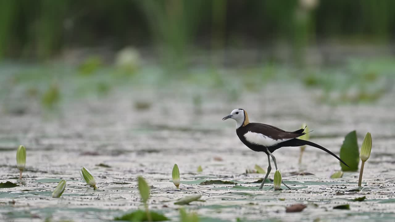 A Pheasant-tailed Jacana walks across lily pads on a cloudy day in a peaceful pond