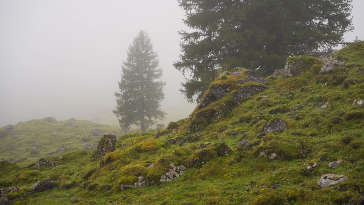 Fir trees in heavy fog in swiss mountains
