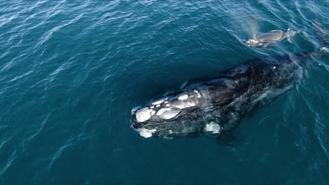 Whales-breathing-on-the-surface-producing-a-rainbow-with-the-blow---Aerial-Shot-Slow-motion