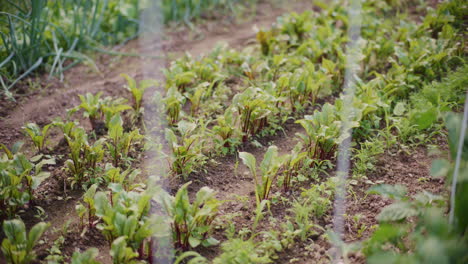 home cultivation of red beets and beetroot in a garden.