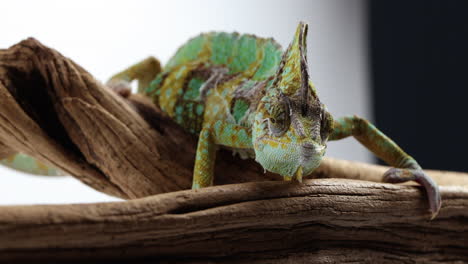 chameleon walking across shaking tree branch - close up