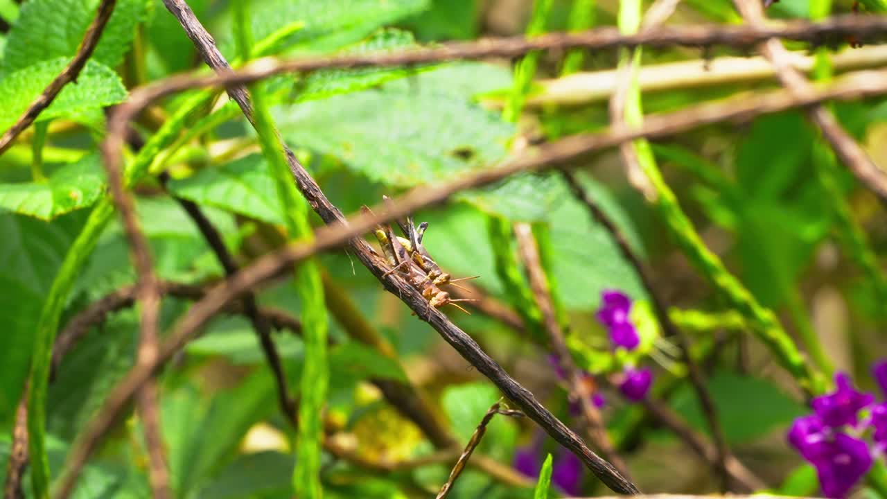 A grasshopper perches on a branch in a vibrant rainforest, showcasing Peru's Amazon