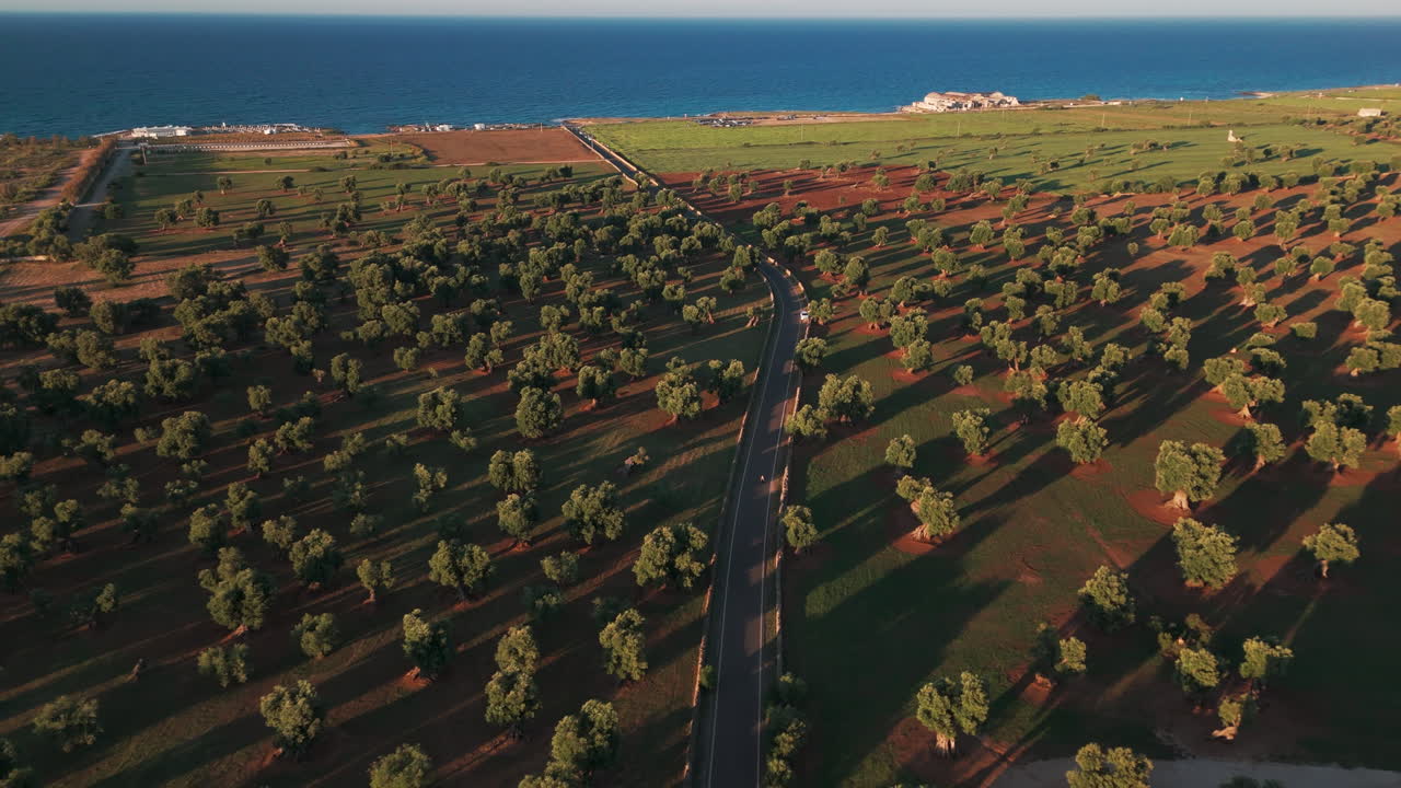 Vista aérea 4K de infinitos olivares en la campiña de Apulia, Italia.