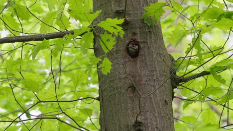 Bebé-Rojo-Joven-Pájaro-Carpintero-Pidiendo-Comida-En-El-Nido-Del-Agujero-Del-árbol