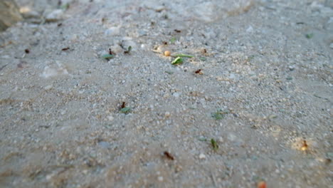 Hardworking-big-red-fire-ants-carrying-food-to-the-nest,-on-the-rocky-white-sand-ground-in-Arizona