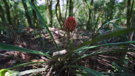 Una-Planta-De-Piña-Silvestre-En-Medio-De-Un-Frondoso-Bosque