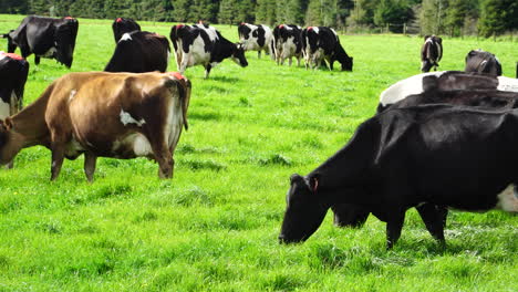 Cows-grazing-on-vibrant-green-meadow-of-New-Zealand,-handheld