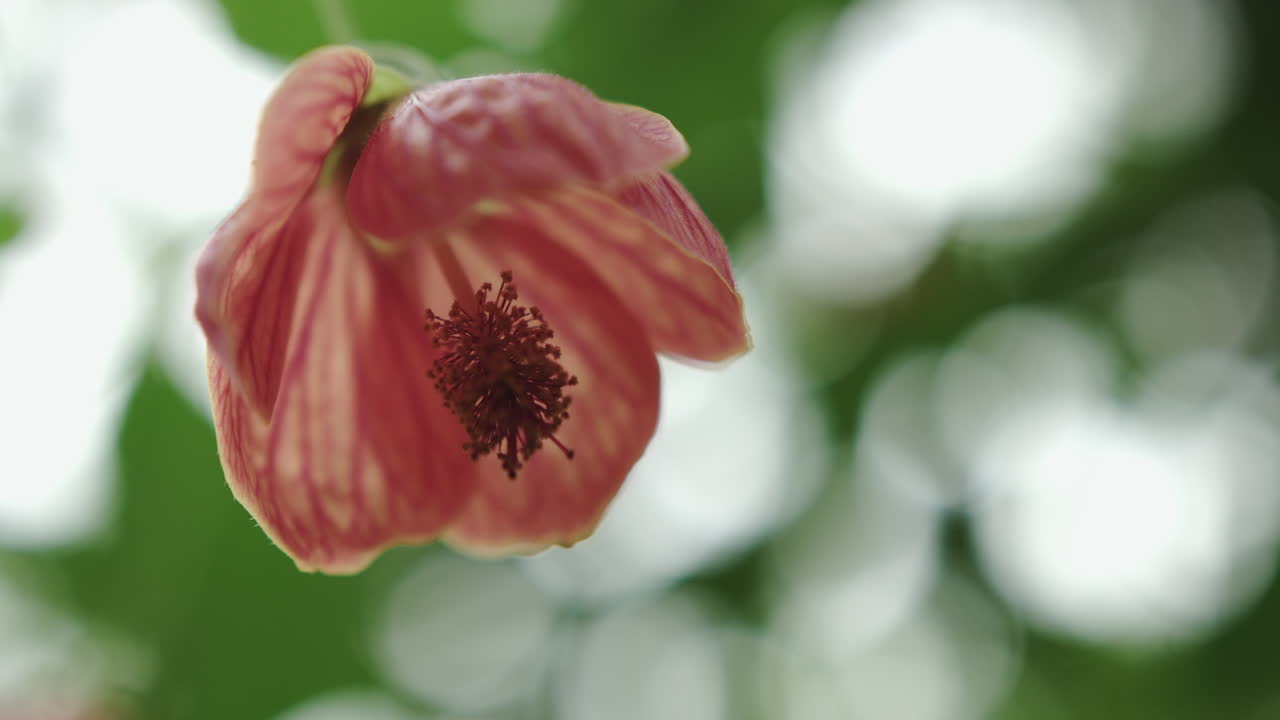 Fiore raro con semi nella foresta pluviale, concetto di fiori naturali