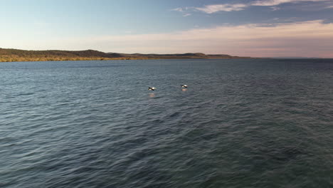 aerial footage follows a pelican over the waters of stradbroke island