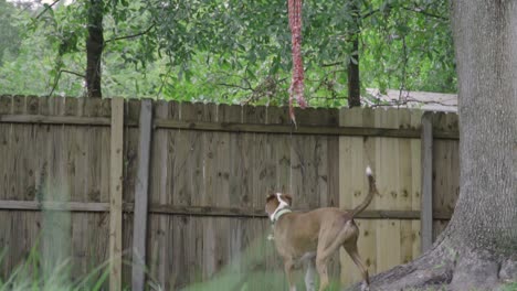 mezcla de pitbull terrier marrón y blanco salta después de la cuerda colgando de un árbol con una valla de madera en el fondo