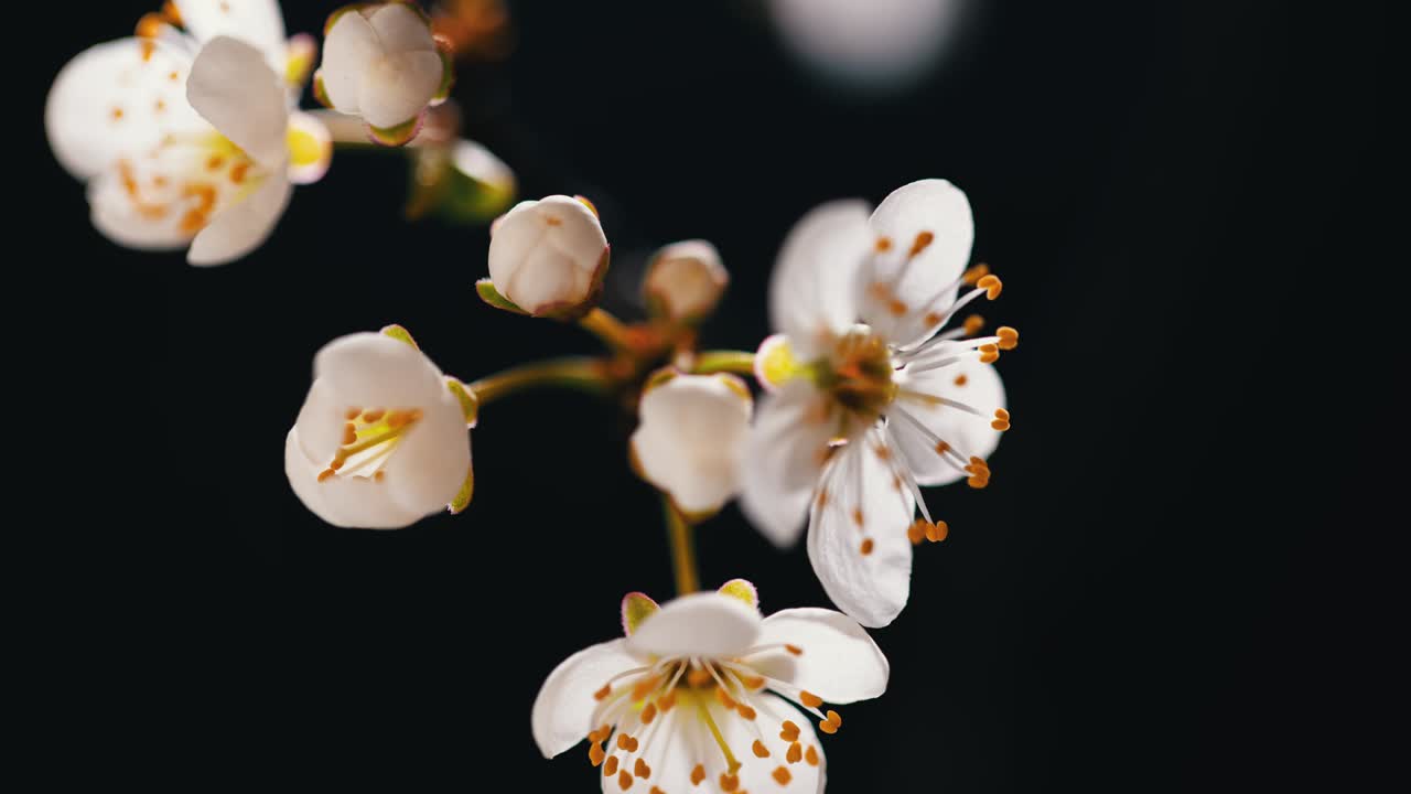 꽃이 피는 봄 꽃, 과일 식물 꽃이 꽃, 검은 바탕에 봄에 꽃을 피우는 정원, 자연이 생명을 얻고 꽃을 는다.