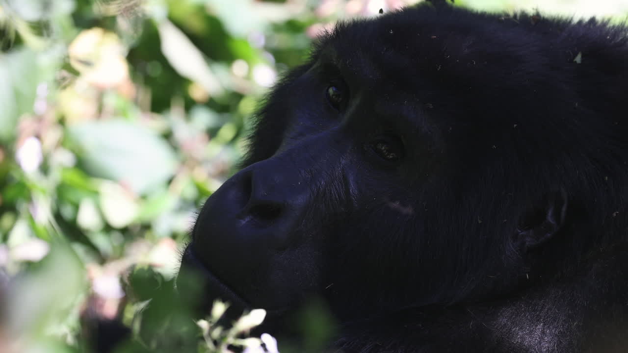 gran gorila negra sentada en el impenetrable bosque de bwindi