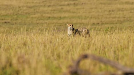 slow motion of cheetah walking in long savannah grass, masai mara kenya animal on african wildlife safari in maasai mara, beautiful big cat hunting looking around for prey in savanna grasses