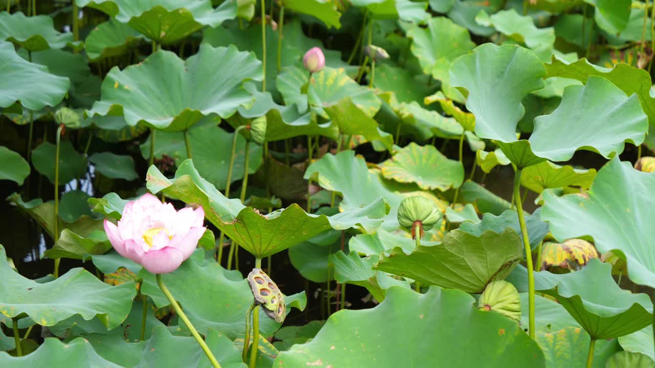 타이완의 우아한 분홍색 롯스, 타이베이 식물원