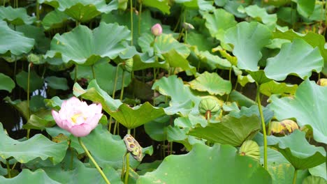 el elegante loto rosa de la naturaleza en el jardín botánico de taipei en taiwán