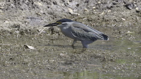 green-backed going out of the water on a riverbank