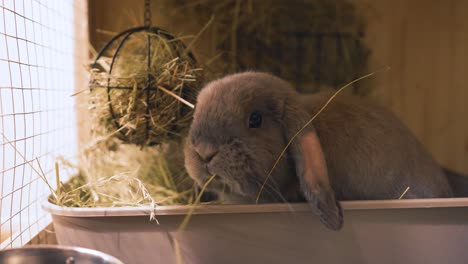 Brown-bunny-eating-the-hay,-handheld-slow-motion-in-UHD