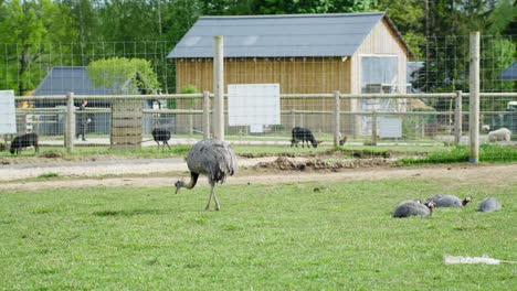 a nandu (rhea) strolls on green grass inside a zoo enclosure, foraging for food