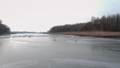 Drohnenaufnahmen-Am-Kis-Plattensee-Im-Winter