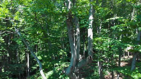 Drone-shot-rise-up-facing-beech-tree-in-summer-forest