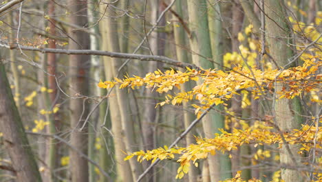 yellow autumn leaves clinging to forest branches