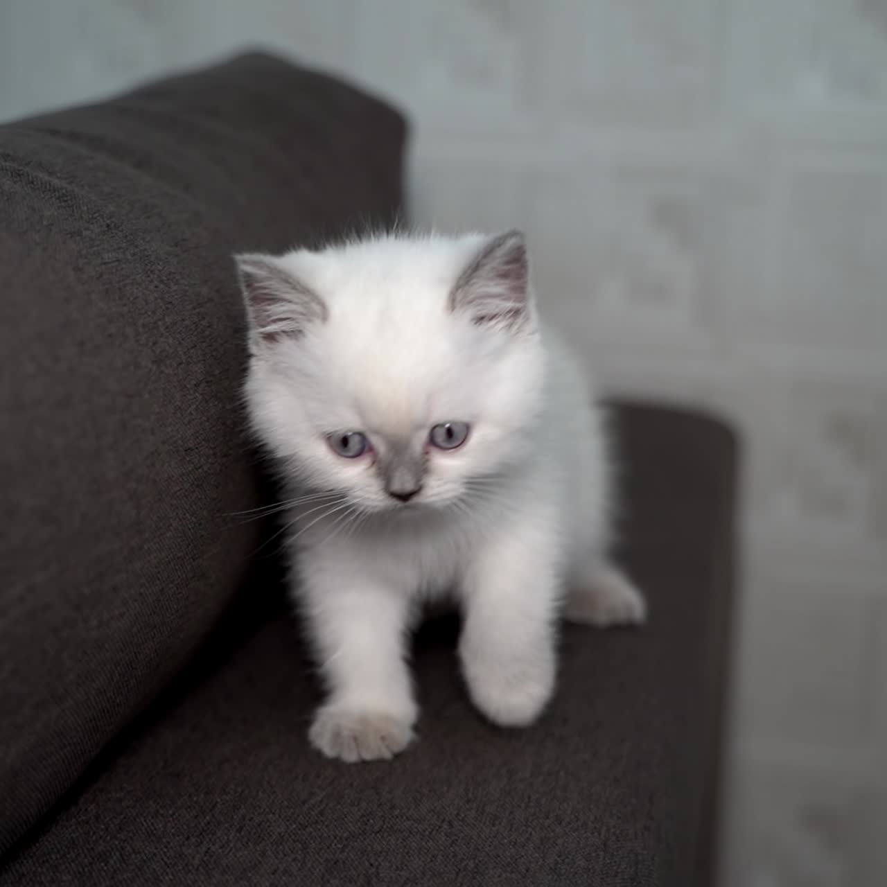 Cat playing at home