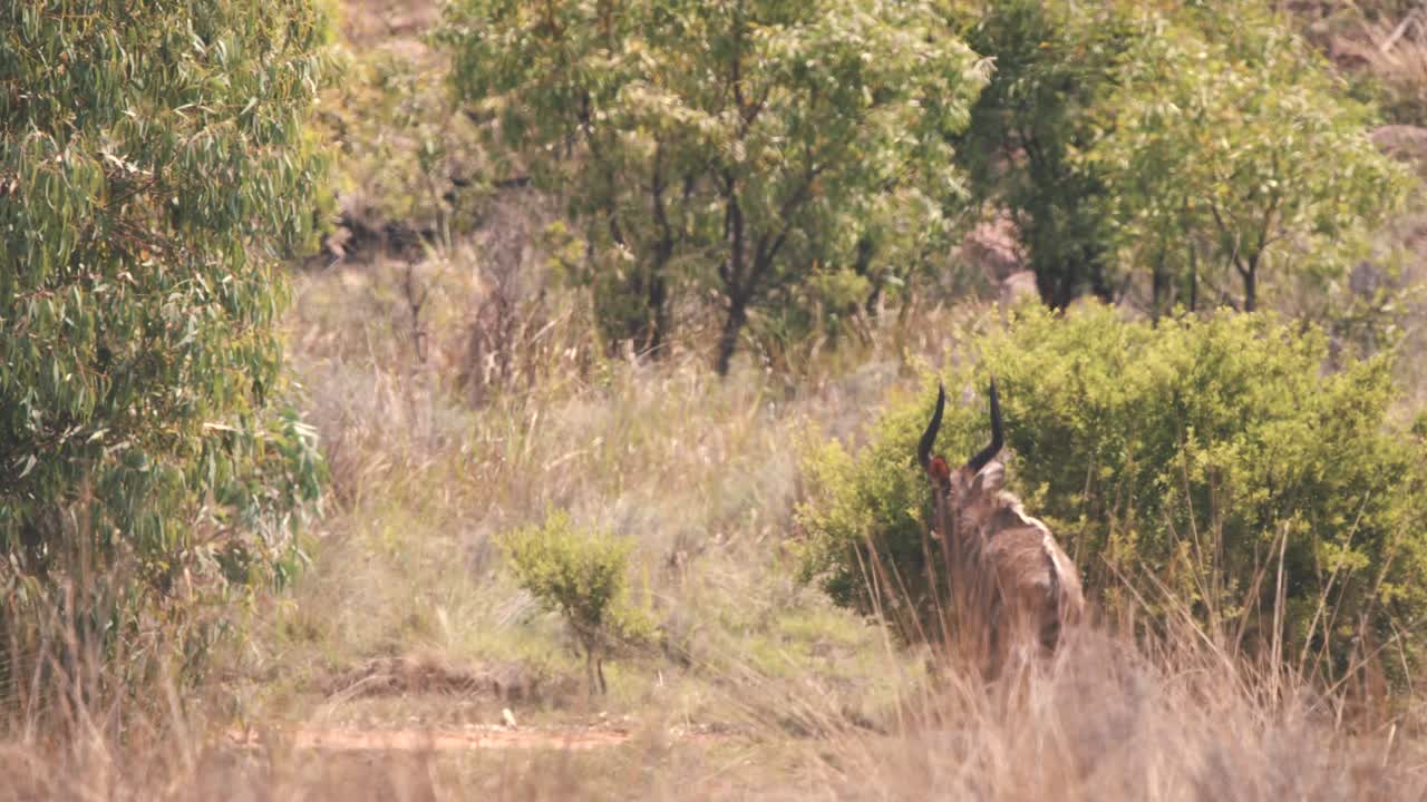 mayor antílope kudu caminando en la sabana africana bushland