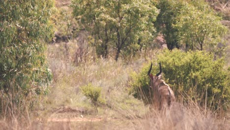 greater kudu antelope walking in african savannah bushland