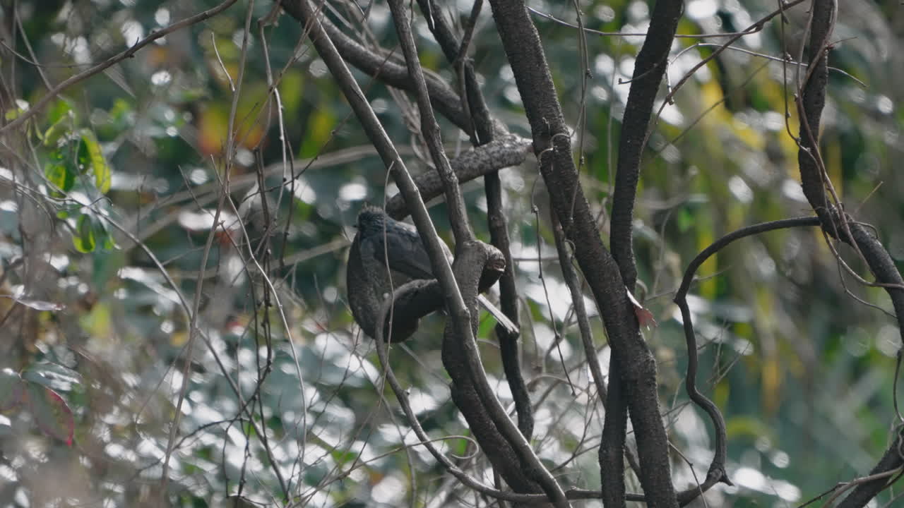 bulbul de orejas marrones posado en un árbol en un bosque cerca de tokio, japón - tiro de ángulo bajo
