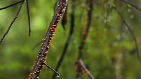 caterpillars moving along a branch in rainforest